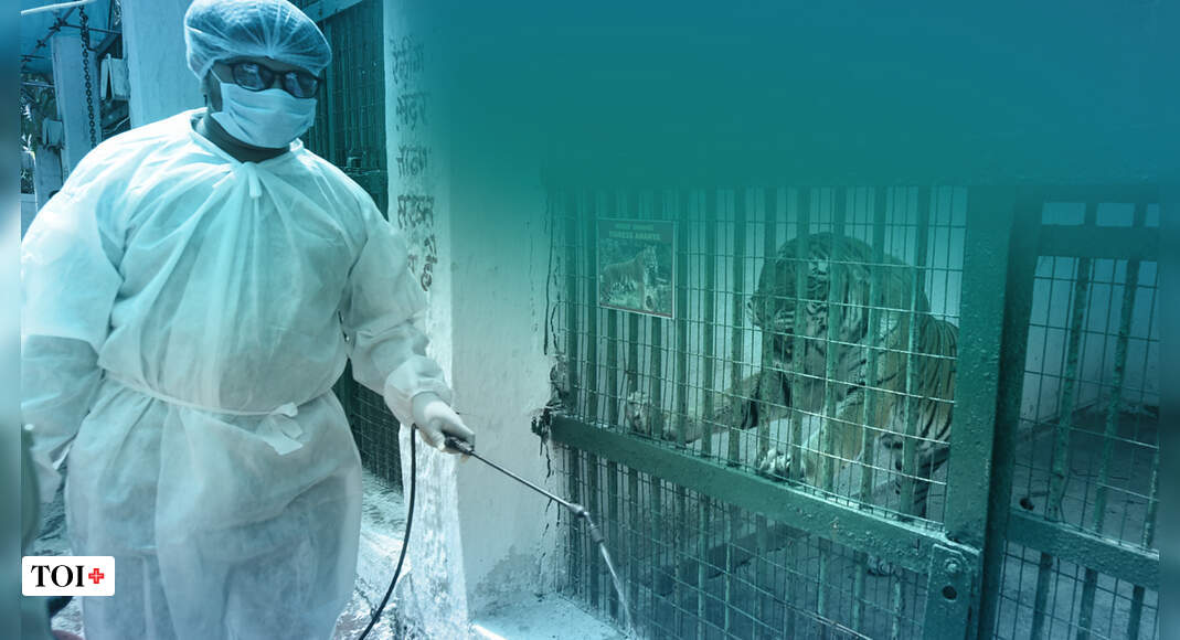 What zoos are doing in times of Covid19 Times of India