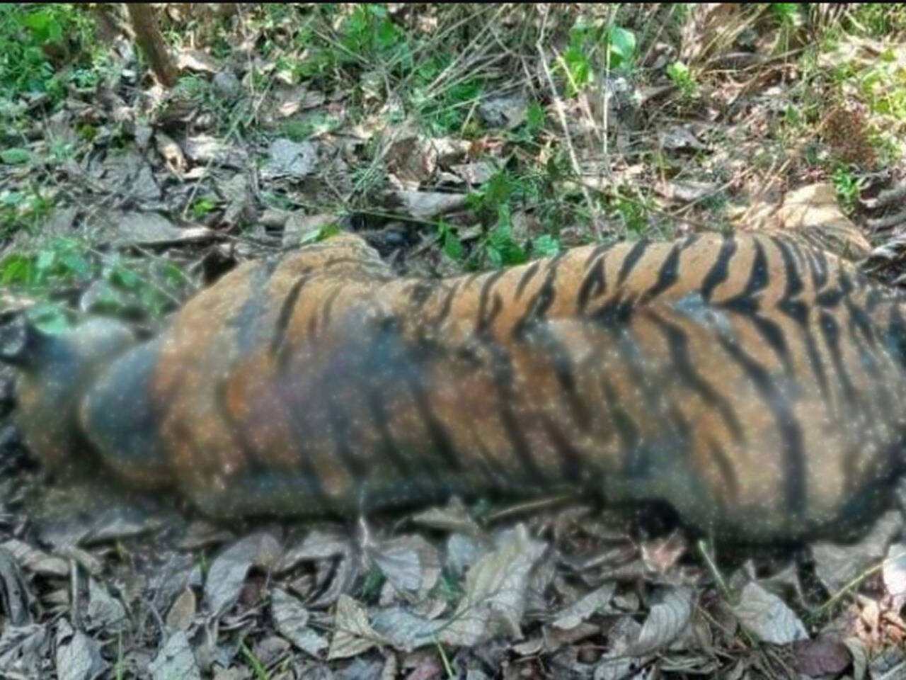 Kerala: Tiger carcass found in Wayanad Wildlife Sanctuary | Kozhikode News - Times of India Kerala: Tiger carcass found in Wayanad Wildlife Sanctuary | Kozhikode News - Times of India
