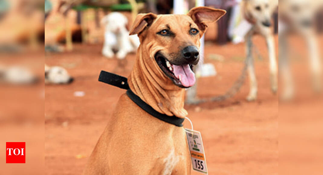 Pet parents struggle as most vets in Chennai unavailable Chennai News