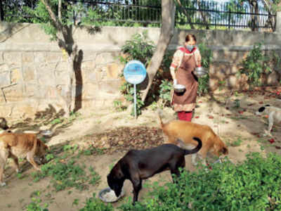Delhi: Staying 'pawsitive' 12 hours a day | Delhi News - Times of India