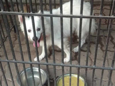 Mumbai coronavirus victim's dog spends two weeks in isolation | Mumbai News  - Times of India