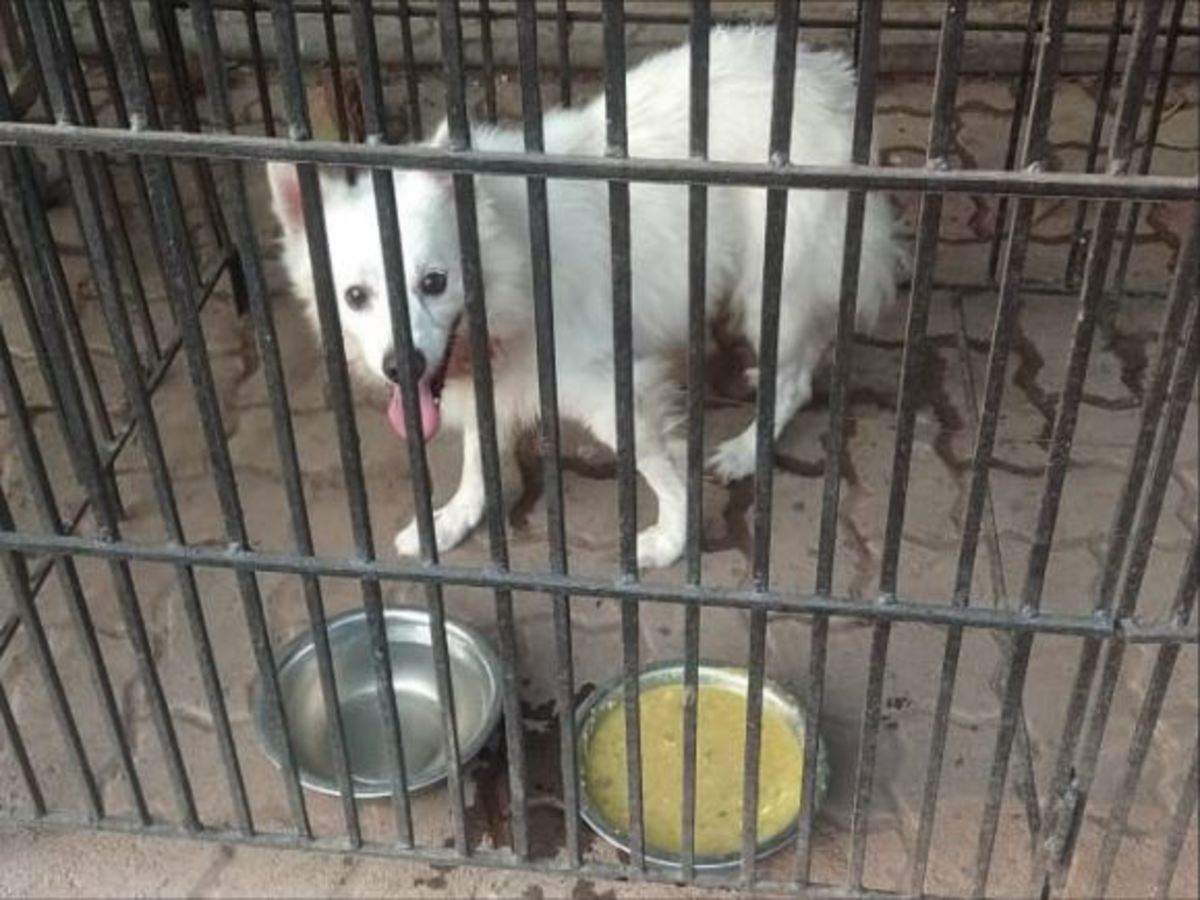 Mumbai corona victim's dog spends 2 