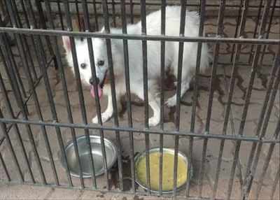 Mumbai corona victim's dog spends 2 weeks in isolation | Mumbai News -  Times of India