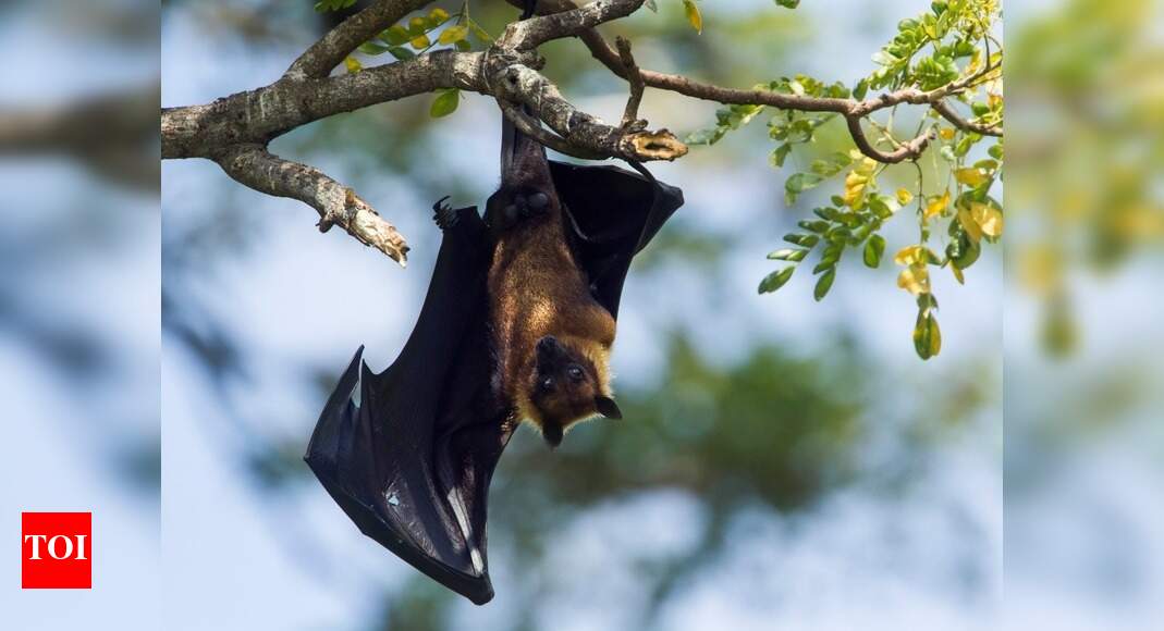 ICMR study finds coronavirus in two species of Indian bats thumbnail