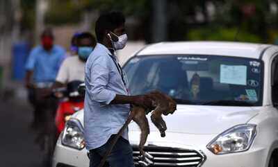 Fiapo Sets Up Helpline For Ngos Individuals Working For Animal Welfare Chennai News Times Of India