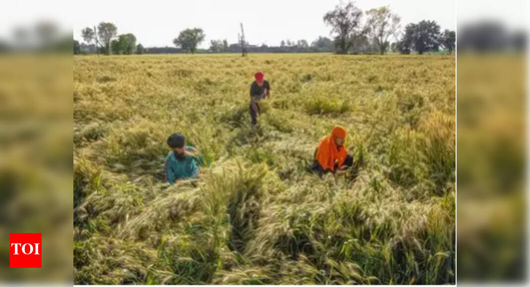 Government sets foodgrain production target at record 298.3 million ...