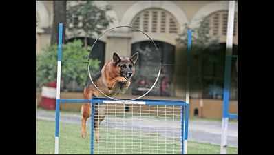Ample rest and scarce training make Kolkata Police dogs dull