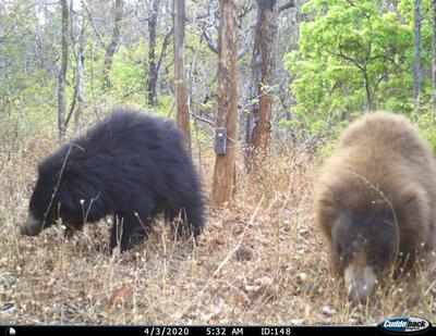 Sloth bear with white coat recorded in Melghat