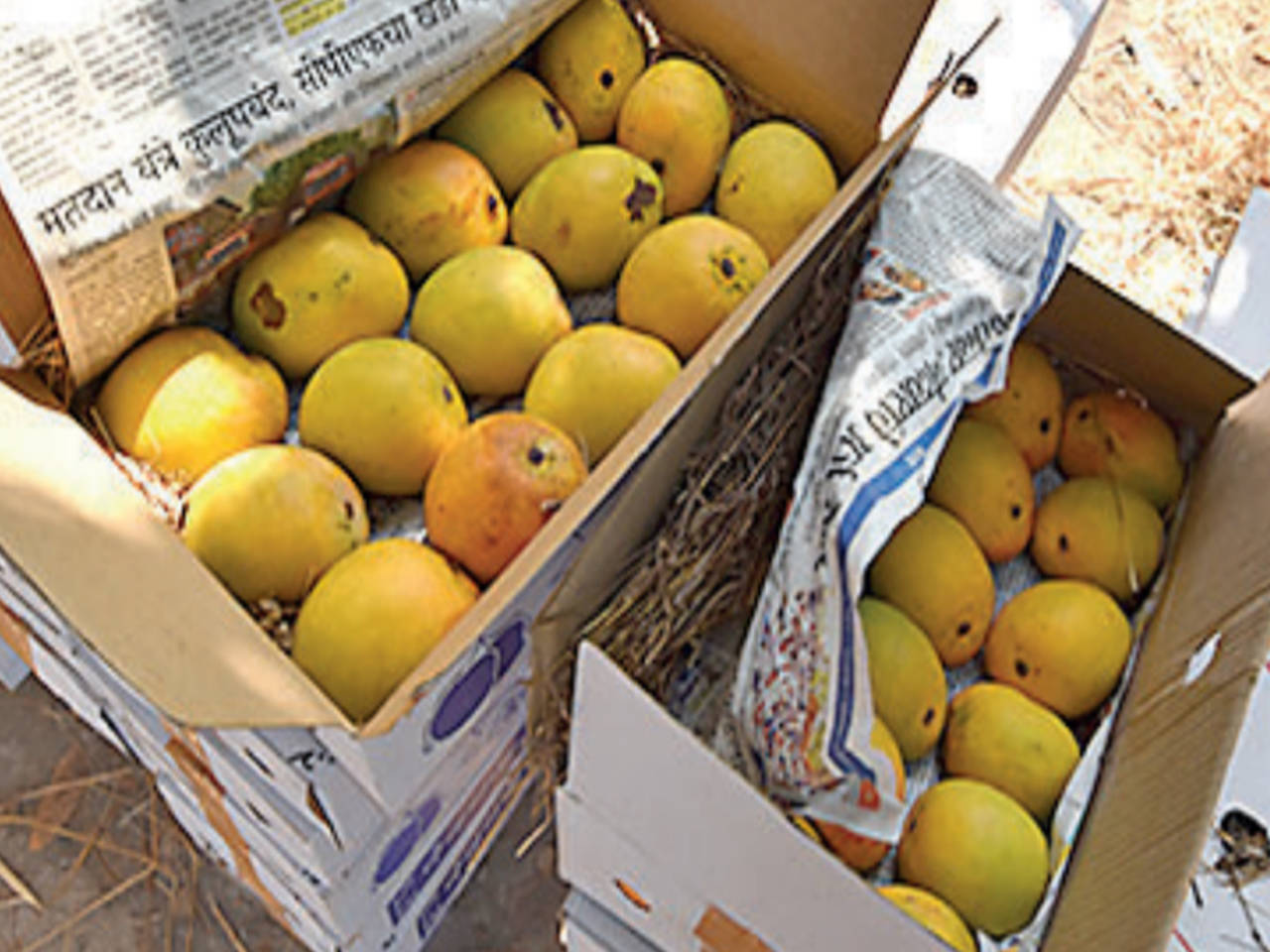 Karnataka: Now, order mangoes online, postman will deliver it home |  Bengaluru News - Times of India