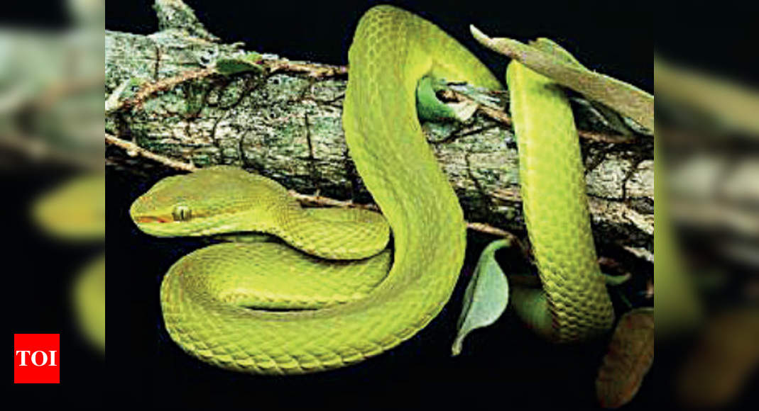 New Species Of Green Pit Viper Discovered In Arunachal Pradesh Named After Fictional Character Times Of India