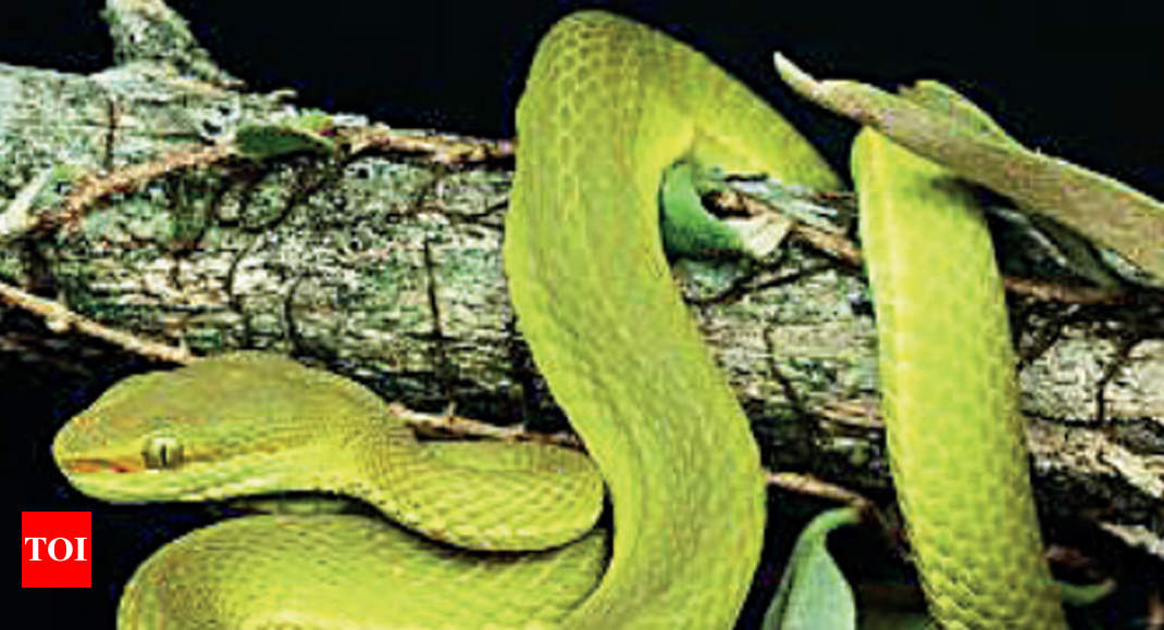 New species of green pit viper discovered in Arunachal Pradesh