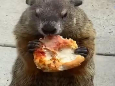 Funny video: A groundhog teases dogs by eating a pizza in front of them