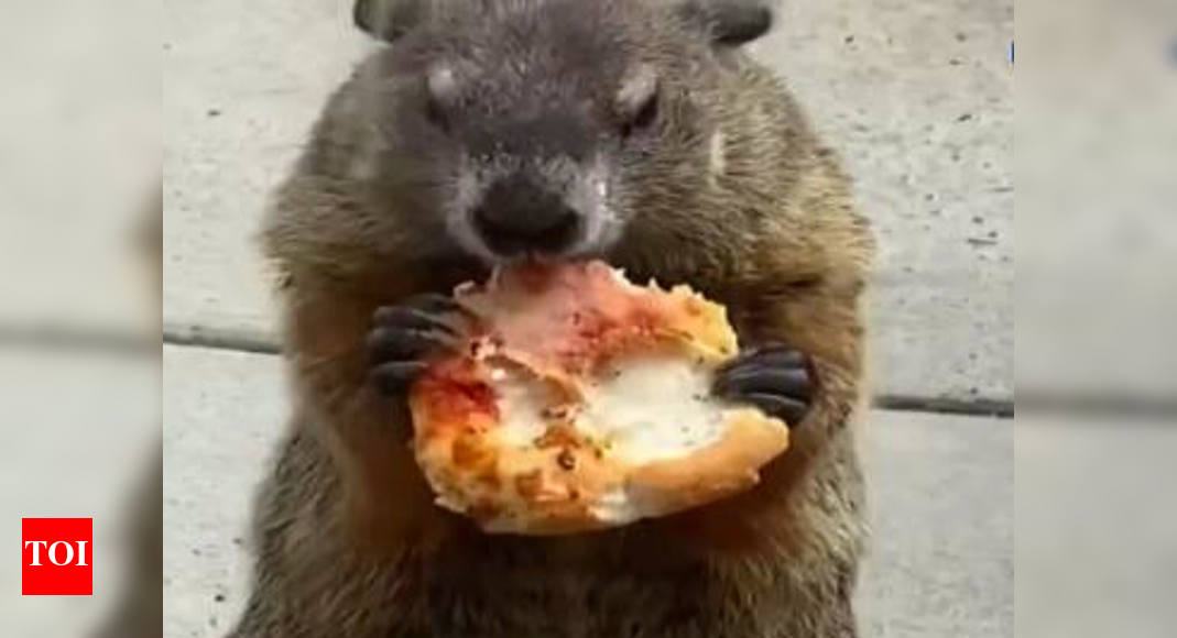 Funny video A groundhog teases dogs by eating a pizza in front of them