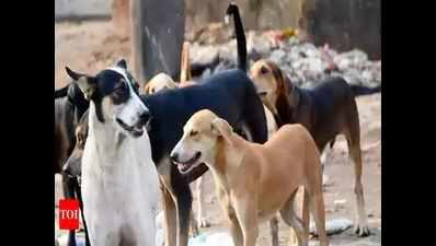 Authorities rope in NGOs to feed strays