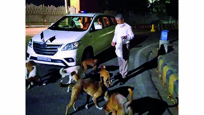 Lucknow Nagar Nigam lends a helping hand in feeding the strays