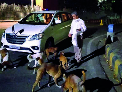 Lucknow Nagar Nigam lends a helping hand in feeding the strays | Lucknow  News - Times of India