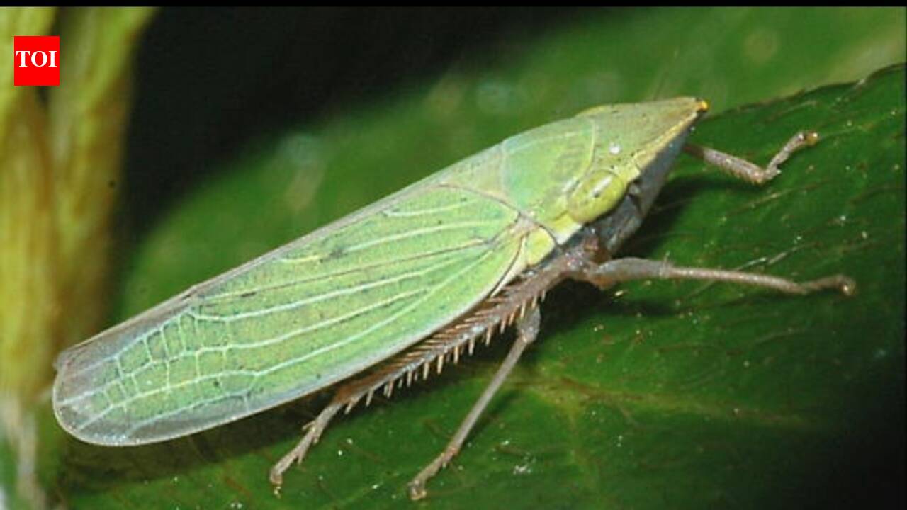 Post-monsoon bugs’ early arrival takes environment experts by surprise ...