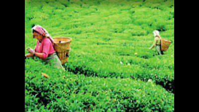 Visakhapatnam: Coffee cultivation in Araku valley escapes lockdown unscathed