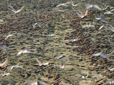 Rajasthan: Farmers wary as locusts make comeback in Jaisalmer ...