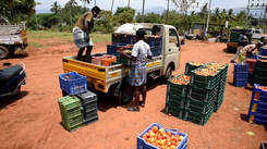 Alandurai farmers load their harvested vegetables in the trucks to send across Coimbatore