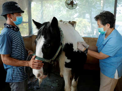 Thailand begins mass vaccination of horses to curb African Horse Sickness