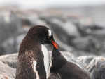 Viral pictures of widowed Penguins finding comfort in each other will surely melt your heart!