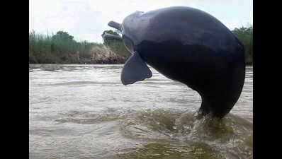 With decreasing water pollution, dolphins make a comeback to Kolkata