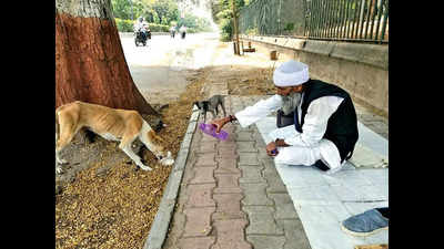 Vadodara: Hungry stray dogs and monkeys locked in fight over limited food