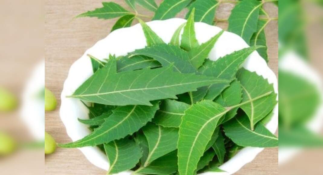 Benefits of Neem Various uses of neem leaves, bark, root