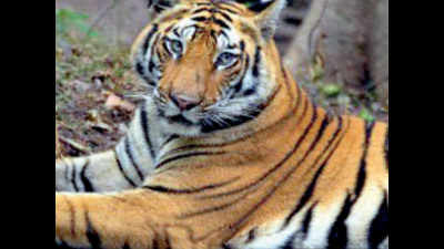 Two tigers die in Bandhavgarh and Rewa safari