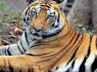 Two tigers die in Bandhavgarh and Rewa safari | Bhopal News - Times of India