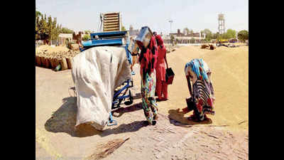 Women take up demanding tasks at grain mandis in Punjab