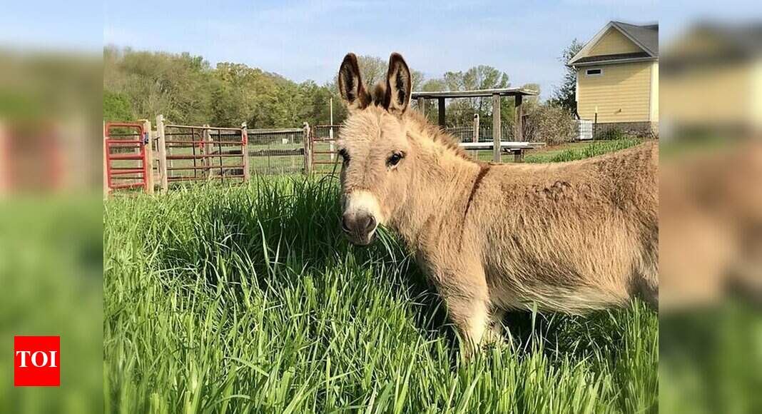 North Carolina farm rents out miniature donkey to crash video calls