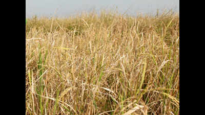 Punjab: Central team checks out shrivelled grain