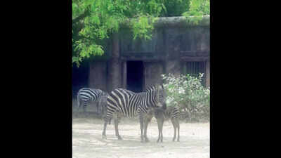 West Bengal: Virtual tour of zoo to help beat lockdown blues ...