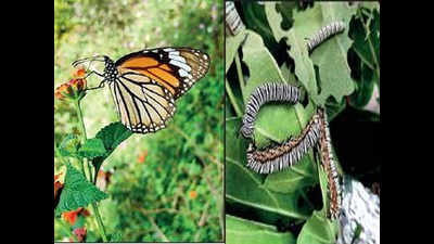 Butterflies swarm Bannerghatta, thanks to lockdown-induced quiet