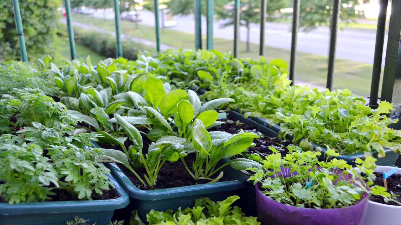 LockdownHacks: The ultimate guide to growing your herb and veggie
