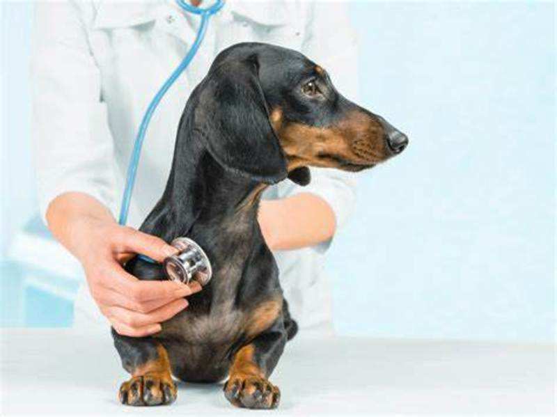 Pet care in the time of lockdown - Times of India
