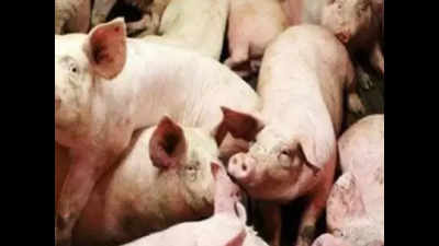 Mystery virus kills over 1,900 pigs in Assam