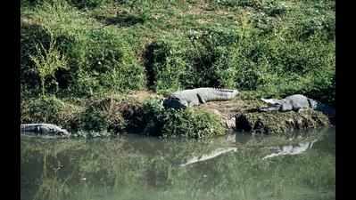 Nature Crocs Hunting 