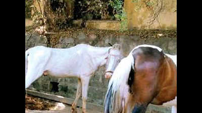 Horses starve in Hyderabad as lockdown slashes caretaker revenues
