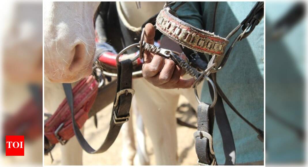 Animal cruelty Crackdown on illegal use of spiked bits on horses