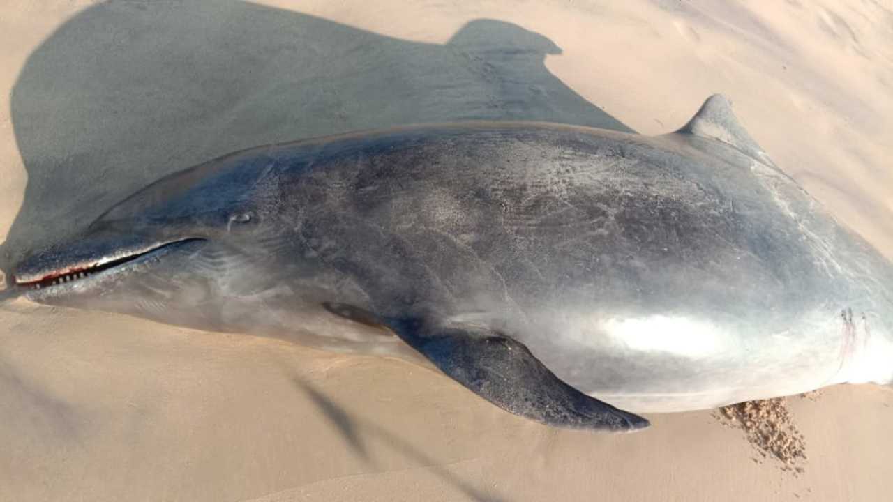 Dead humpback dolphin found on Vainguinim beach in Panaji