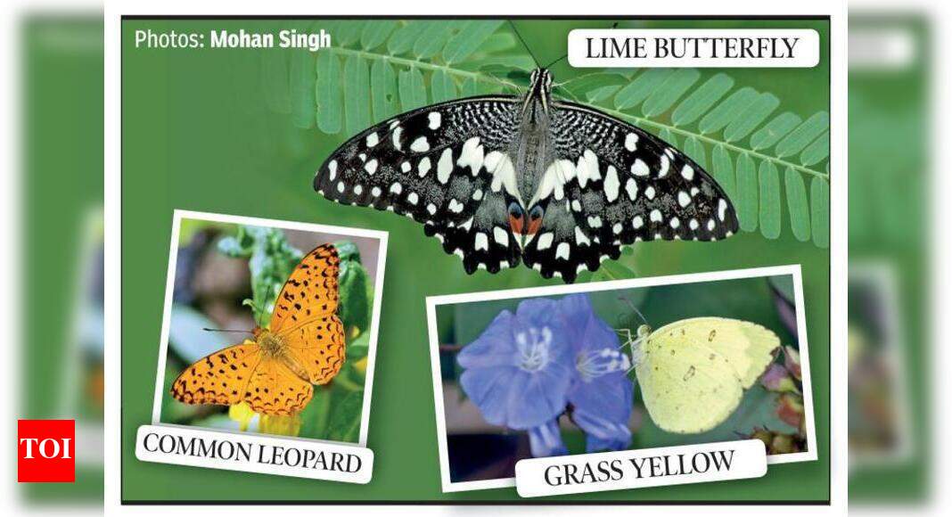 Virus’s butterfly effect They are everywhere Delhi News Times of India