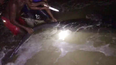 Goa: Video shows fishermen cutting off fins of stranded whale shark