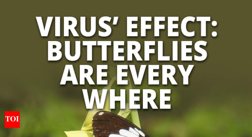 Virus’ effect Butterflies are everywhere Times of India