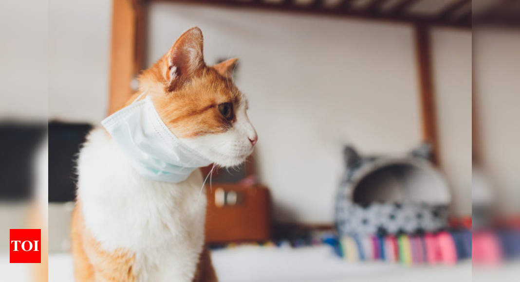 Veterinary: #CoronaFear? Don’t abandon your feline friends