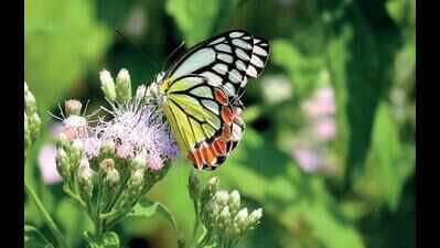 Butterflies reclaim their lost space as Bhopal stays indoors