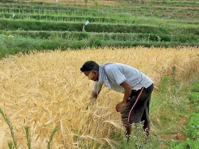 Tamil Nadu: Kodaikanal farmers shift to subsistence farming | Madurai News  - Times of India