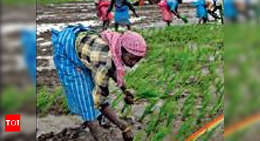 chikoo farming in india